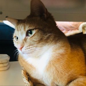 Meet your Posher, Laurie